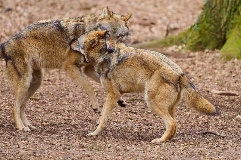 Two wolves standing close to each other, one gently leaning its head against the other in a forest, Wolf (Canis Lupus), Germany