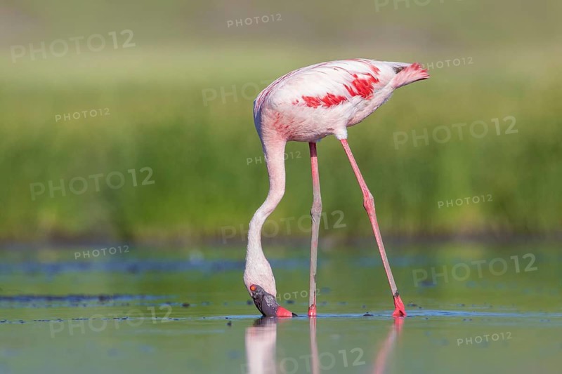 Lesser Flamingo (Phoeniconaias minor), Lake Natron, Tanzania