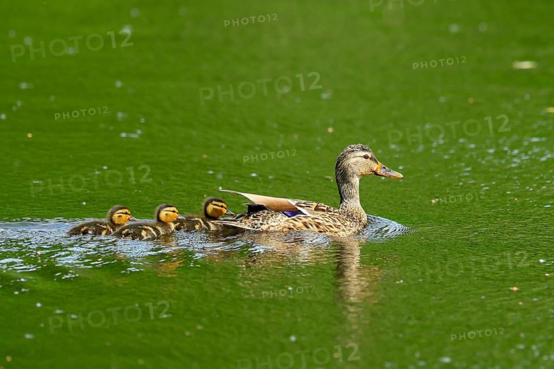 A mother duck accompanies her chicks through the green water of a pond, Mallard (Anas platyrhynchos), wildlife, Germany