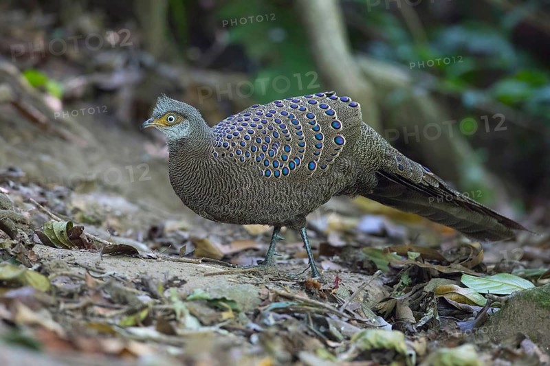 Grey Peacock-Pheasant (Polyplectron bicalcaratum) male, Thailand