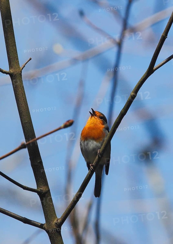 Robin (Erithacus rubecula) sitting on a branch, North Rhine-Westphalia, Germany
