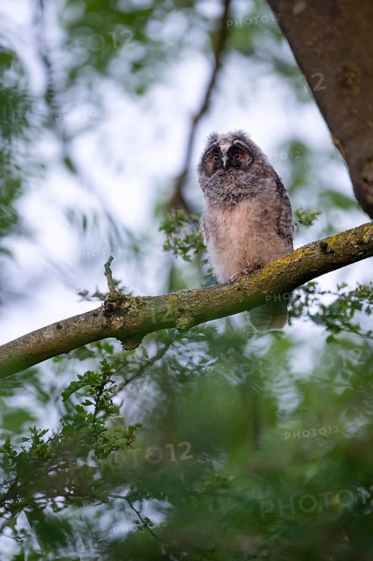 Long-eared owl (Asio otus), young bird, nest fledgling, Bottrop, Ruhr area, North Rhine-Westphalia, Germany