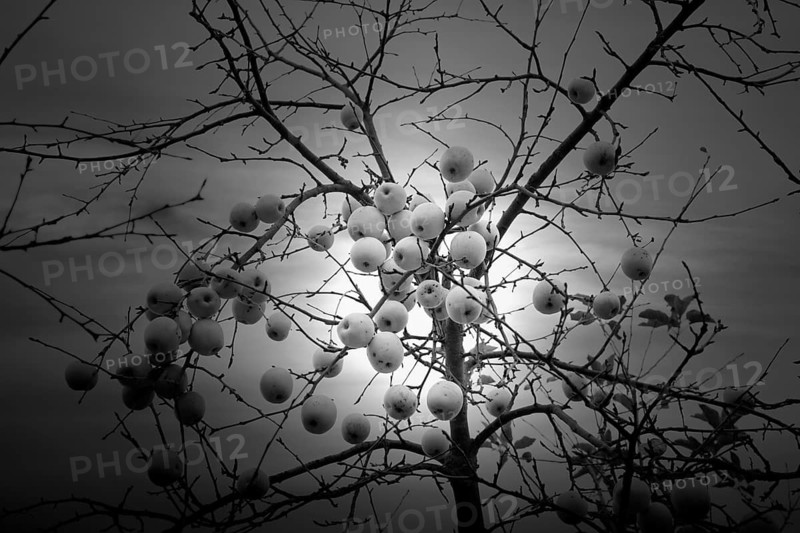 Apple tree in December, Oberweser, Weser Uplands, Weserbergland, Hesse, Germany