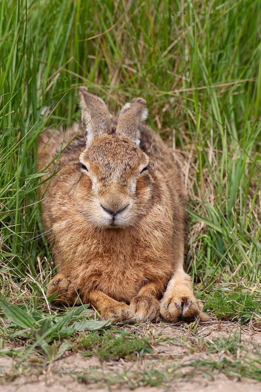European brown hare (Lepus europaeus) adult animal sleeping in grassland, England, United Kingdom