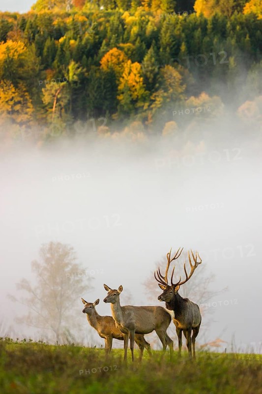 An Altai maral stag with a hind and a calf, Altai wapiti or Altai elk (Cervus canadensis sibiricus) stands in a meadow in the first light of the day. A forest in full fall foliage is in the background. Dense fog covers the forest partially