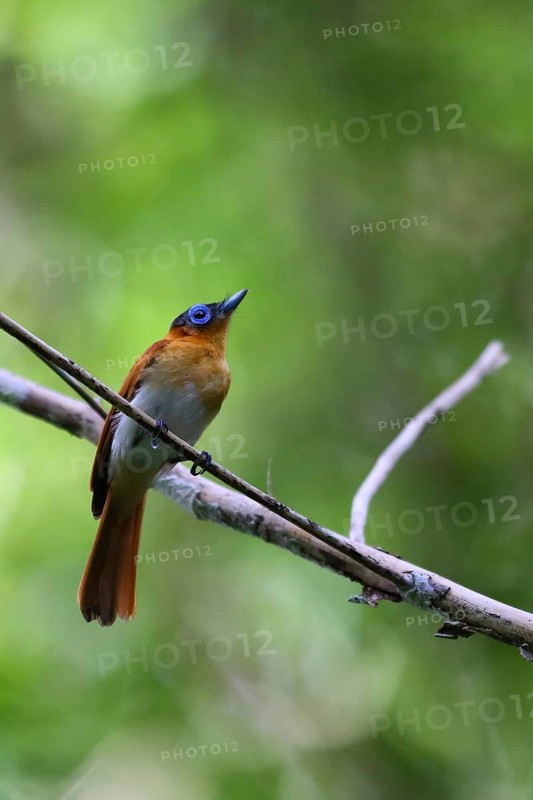 Frilled Monarch (Arses telescopthalmus) female perched on a branch, West Papua, Indonesia