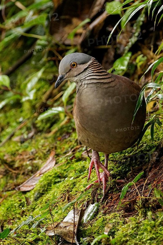 White-throated Quail-Dove (Geotrygon frenata) feeding on th eforest floor in the South of Ecuador