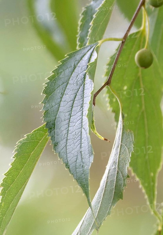 Southern hackberry (Celtis australis), Britzer Garten, Germany