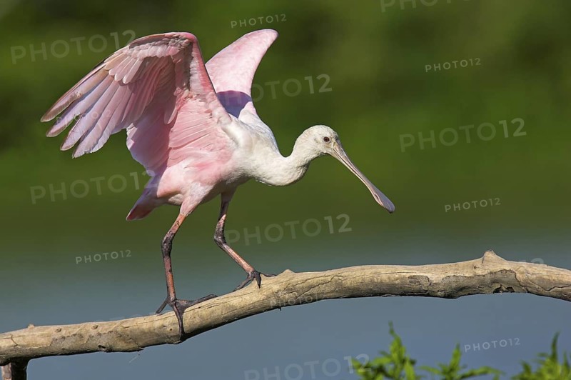 Roseate Spoonbill (Platalea ajaja), Texas, USA