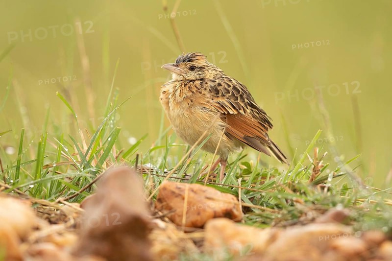 Rufous-naped Lark (Mirafra africana), Masai Mara, Kenya