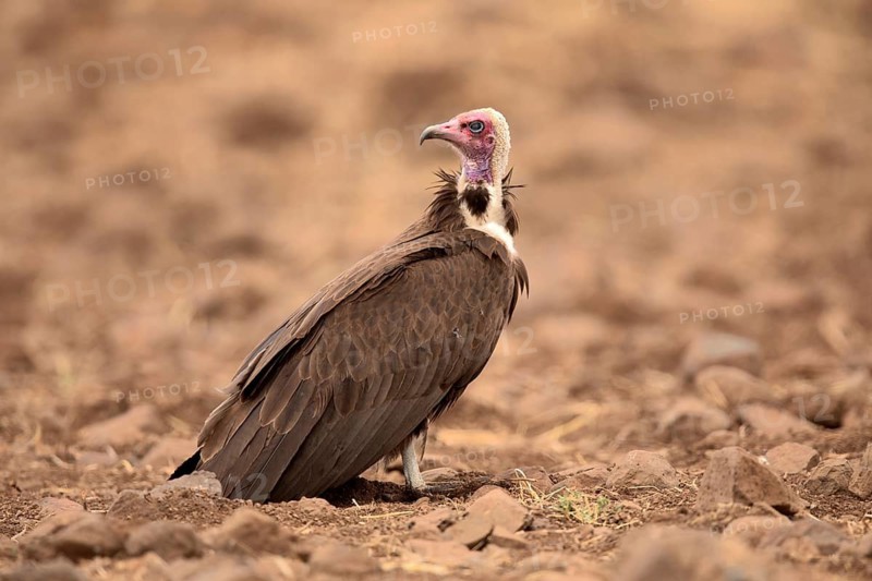 Hooded Vulture (Necrosyrtes monachus) perched on the ground, Oromia, Ethiopia