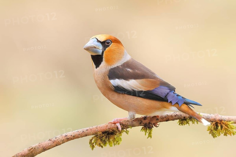 Hawfinch (Coccothraustes coccothraustes) male sitting on a branch covered with moss, wildlife, finch, finches, winter, nature photography, feeding, winter, Siegerland, North Rhine-Westphalia, Germany