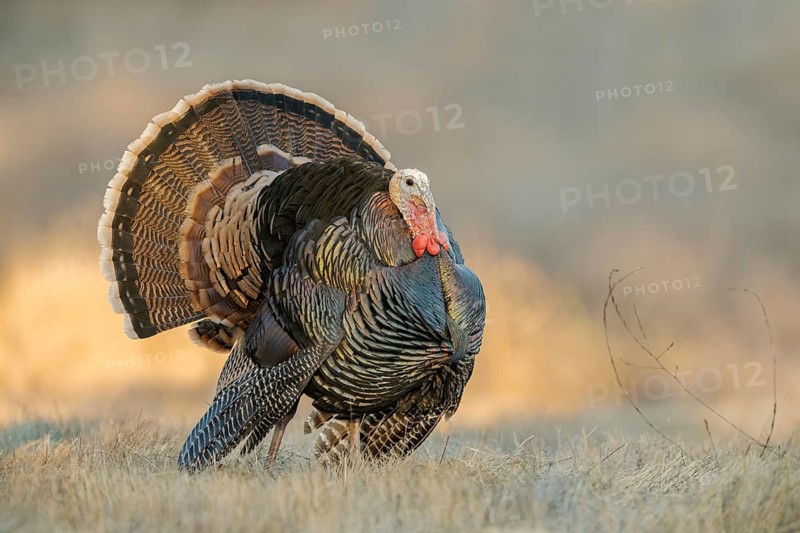 Wild Turkey (Meleagris gallopavo) male, California, USA