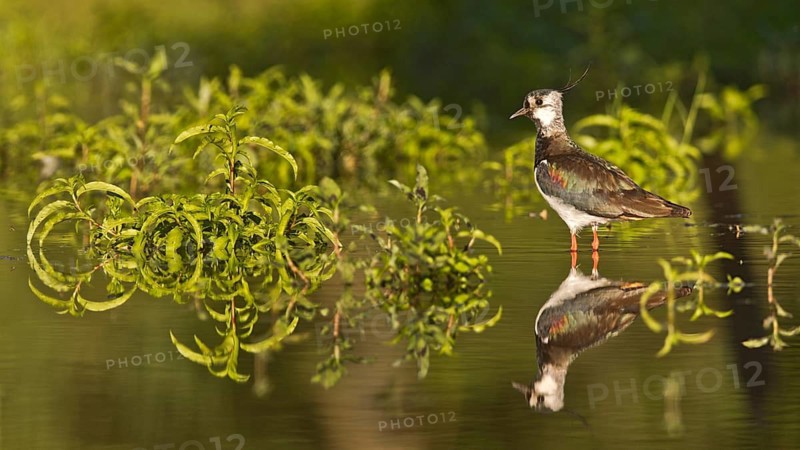Northern Lapwing (Vanellus vanellus), Bavaria, Germany