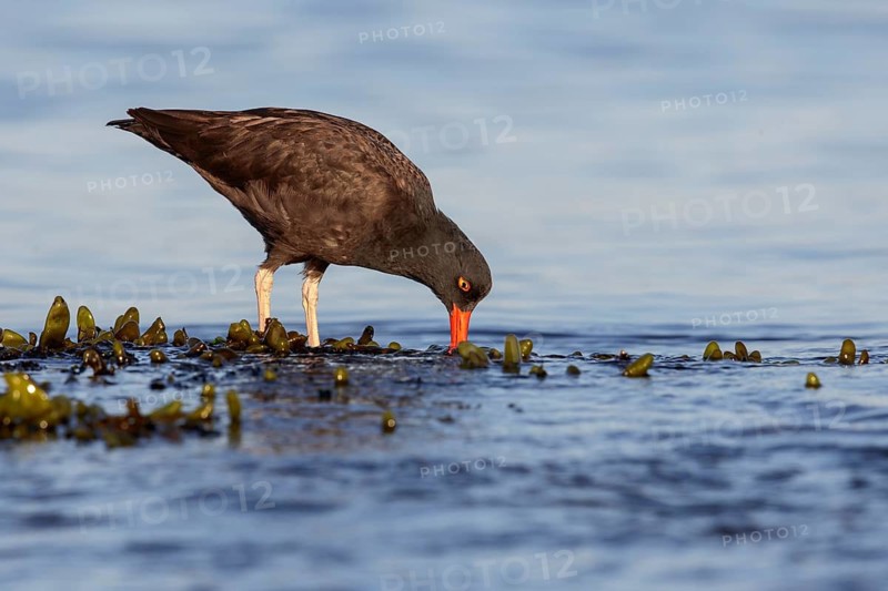 Black Oystercatcher (Haematopus bachmani), Washington, USA