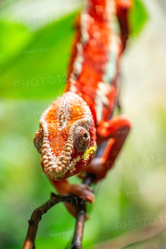 Red Panther chameleon (Furcifer pardalis) in a bush, captive, Bavaria, Germany