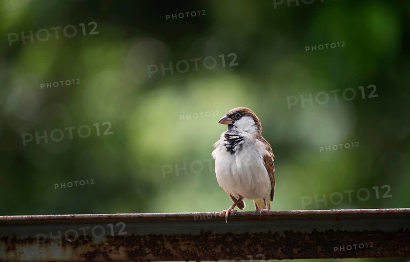 A house sparrow (Passer domesticus), Gazipur, Bangladesh