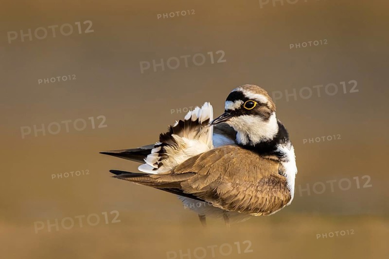Little Ringed Plover (Charadrius dubius) preening, North Rhine-Westphalia, Germany
