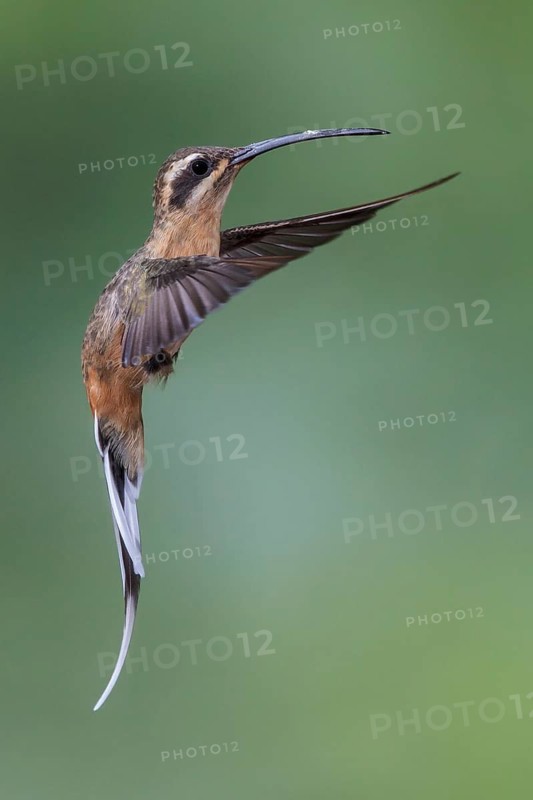Planalto Hermit (Phaethornis pretrei) flying and feeding at a flower in the Atlantic rainforest of southeast Brazil