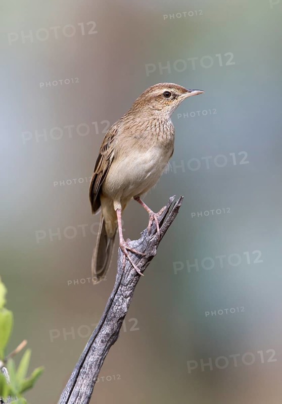 Rufous Songlark (Megalurus mathewsi), Queensland, Australia