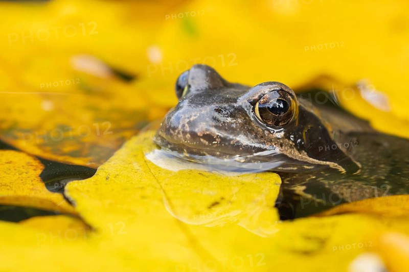 Common frog (Rana temporaria) adult amphibian in a garden pond with fallen autumn leaves on the surface of the water, Suffolk, England, United Kingdom