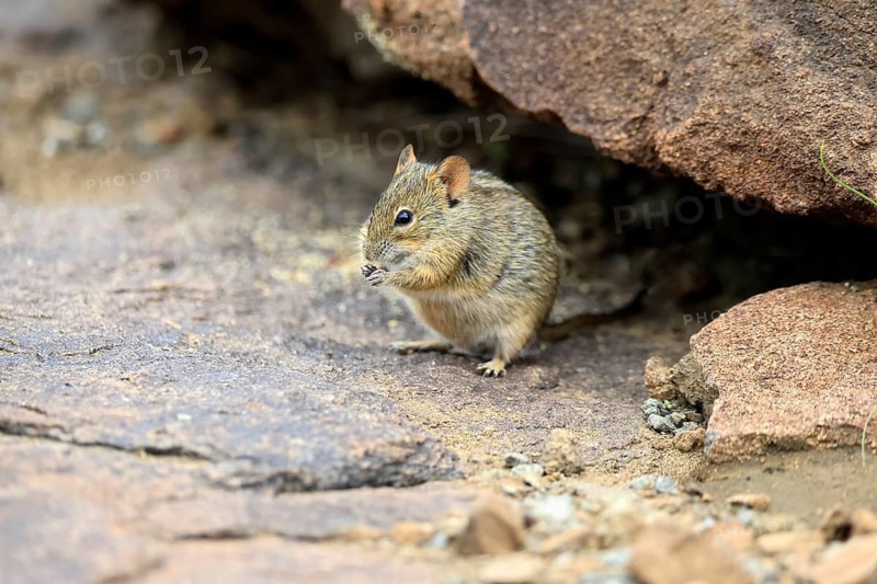Typical striped grass mouse (Lemniscomys striatus), adult, alert, feeding, Mountain Zebra NP, Eastern Cape, South Africa
