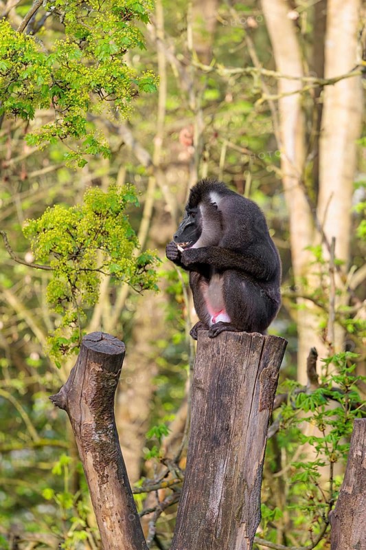An adult male Drill (Mandrillus leucophaeus) sits high up a stump of a cut tree, eating something and enjoys the early sunlight. A green forest can be seen in the background