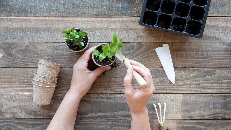 Hands transferring a seedlings into a biodegradable pot, symbolizing growth and gardening