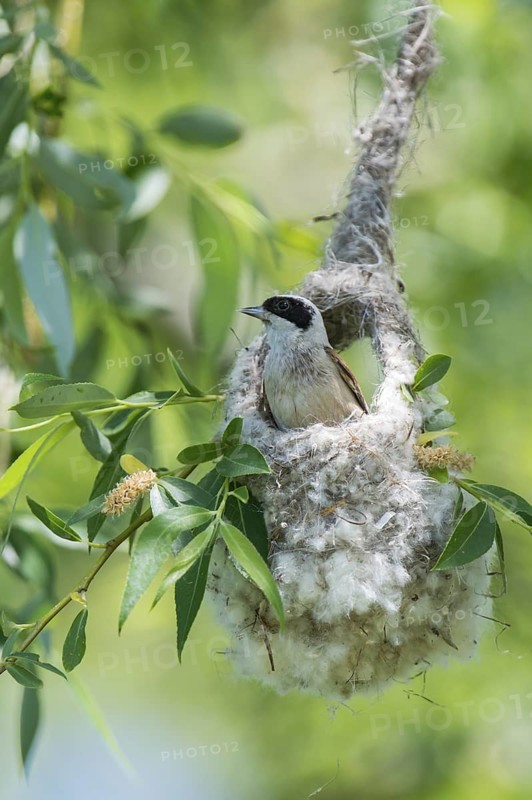 Eurasian Penduline Tit (Remiz pendulinus) male singing in nest, Saxony-Anhalt, Germany