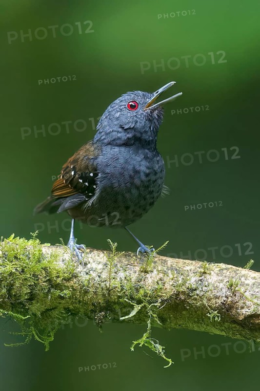 Dull-mantled Antbird (Sipia laemosticta) perched on a branch in Panama