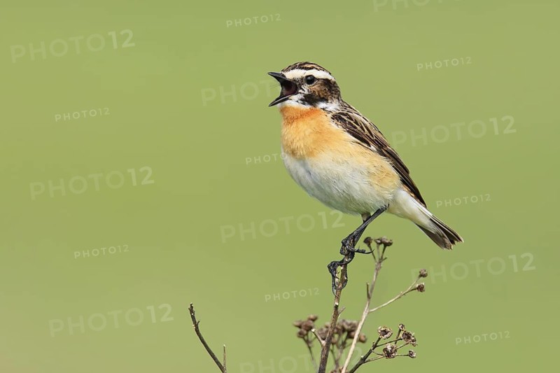 Whinchat (Saxicola rubetra) male singing, Brandenburg, Germany