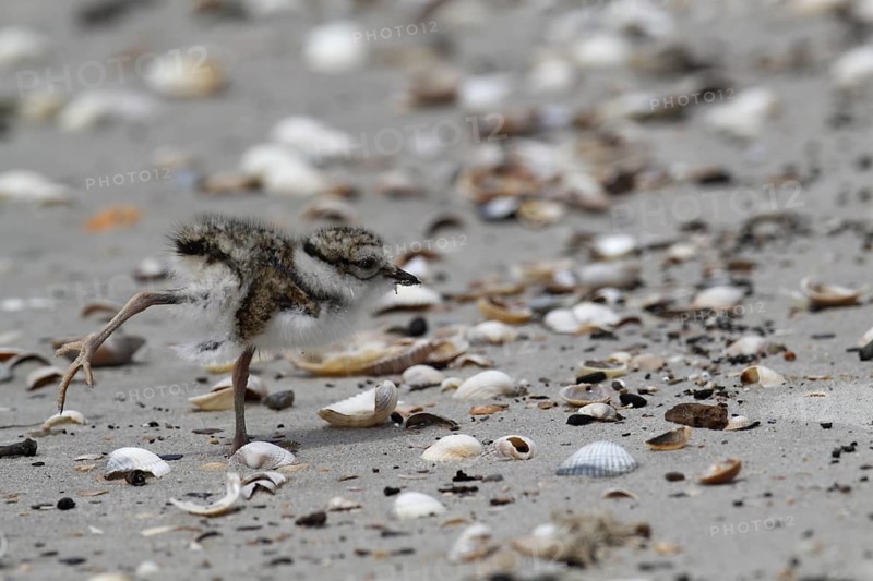 Common Ringed Plover (Charadrius hiaticula) chick, Lower Saxony, Germany