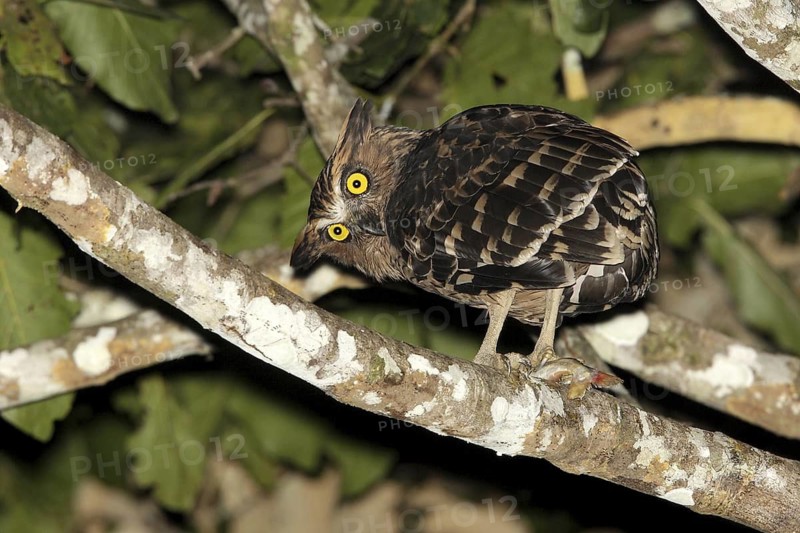 Buffy Fish Owl (Ketupa ketupu), Borneo, Malaysia