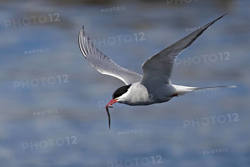 Arctic Tern (Sterna paradisaea) flying with a sandeel in its beak, Scotland, United Kingdom