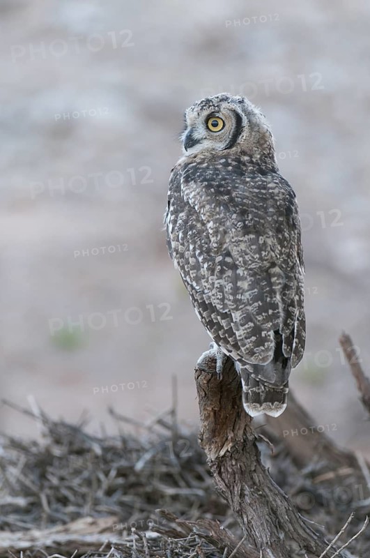 Spotted Eagle-owl (Bubo africanus) juvenile, Northern Cape, South Africa