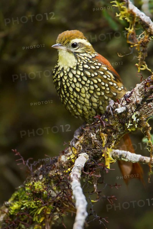 Pearled Treerunner (Margarornis squamiger), Bosque Unchog Reserve, Peru