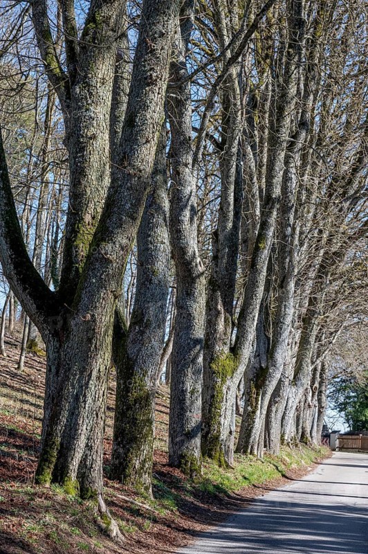 Leafless lime tree avenue (Tilia) in front of the Wülzburg, Weißenburg, Middle Franconia, m Bavaria, m Germanybd