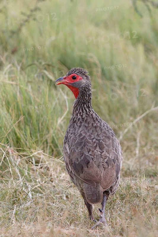 Swainson's Spurfowl, Pternistis swainsonii, Botswana, Chobe NP