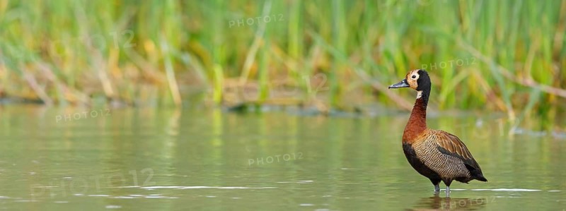 White-faced Whistling Duck, White-faced Whistling-Duck, White-faced Whistling-duck, (Dendrocygna viduata), Dendrocygne veuf, Suirirí cariblanco, iSimangaliso Wetland Park, St. Lucia, KwaZulu-Natal, South Africa
