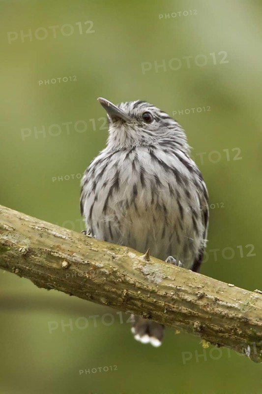 Pacific Antwren (Myrmotherula pacifica), Ecuador