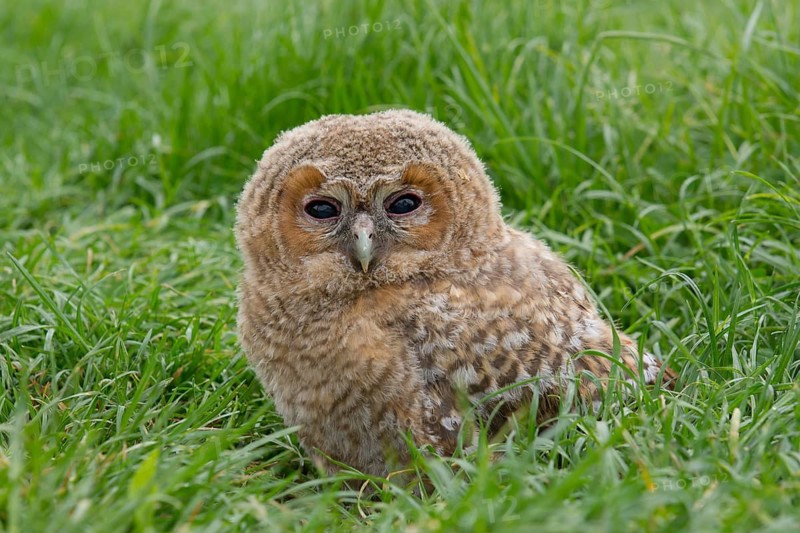 Tawny Owl (Strix aluco) chick in field, Saxony, Germany