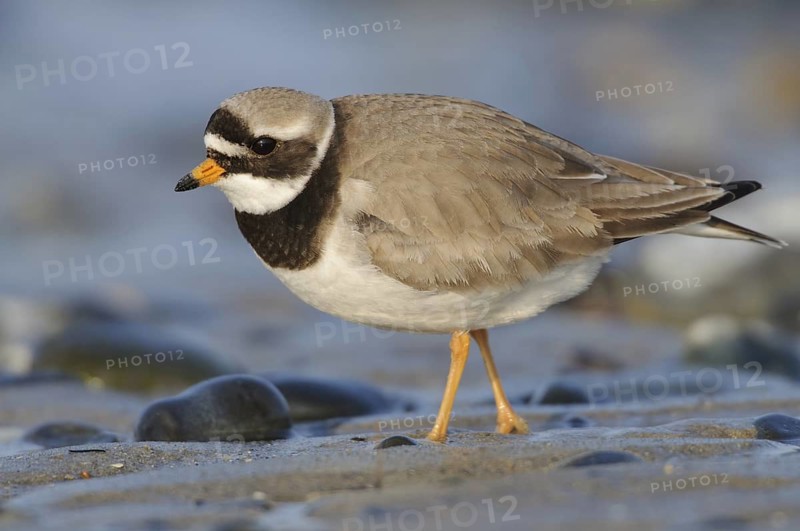 Common Ringed Plover (Charadrius hiaticula), Schleswig-Holstein, Germany