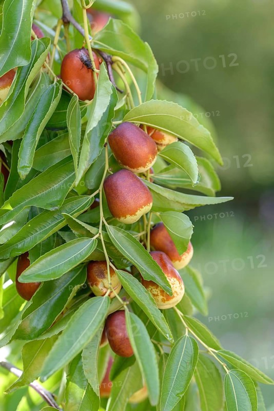Chinese date (Ziziphus jujuba 'Lang'), Staatliche Lehr- und Versuchsanstalt für Gartenbau, Federal Republic of Germany