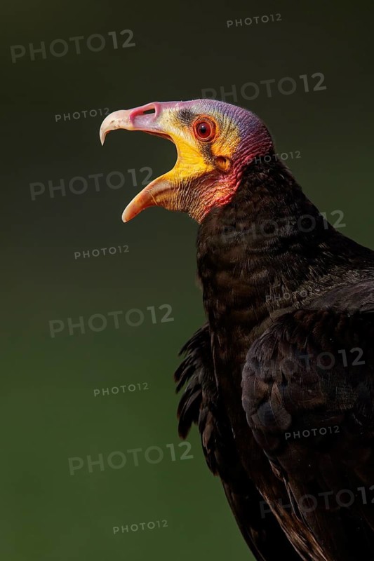 Lesser Yellow-headed Vulture (Cathartes burrovianus) perched on a branch in the Pantanal region of Brazil