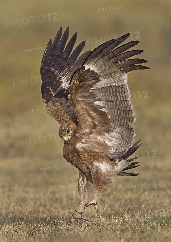Indian Spotted Eagle (Clanga hastata), India