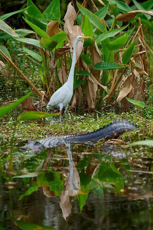 American alligator (Alligator mississippiensis) and great egret (Ardea alba) in the water, spring, Everglades National Park, Florida, USA