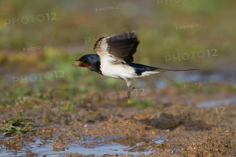 Barn Swallow - Rauchschwalbe - Hirundo rustica ssp. rustica, Morocco, adult female
