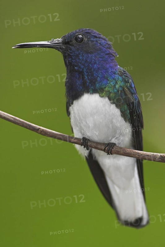 White-necked Jacobin (Florisuga mellivora), Ecuador