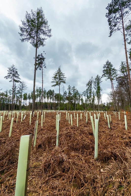 Schloss Holte, Schloss Holte-Stukenbrock, North Rhine-Westphalia, Germany, Young trees in protective covers under a grey sky, afforestation, reforestation