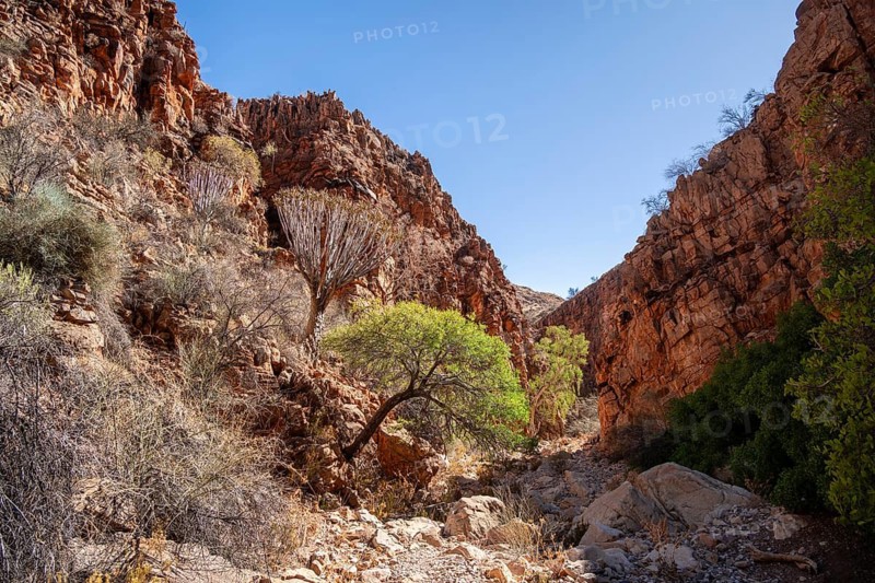 Olive trail, Naukluft Mountains plants and landscape, Namib-Naukluft Park, Hardap, Namibia